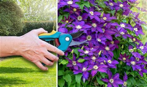 Today, on day 127, we show you how to deadhead coneflowers on our own coneflower plants and why you might want to do the same. Should you deadhead clematis - Key dates for pruning ...