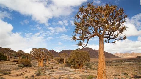 Succulent Karoo The Beautiful Desert Thats Blooming With Wildlife Cnn