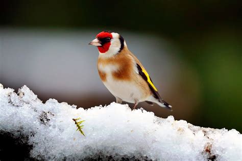 Goldfinch In Winter Snow By Martin Lawrence