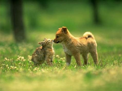 Cute cats and dogs pics. Kitty World: Cute Puppy And Kitten Pictures