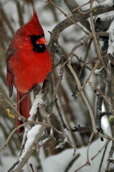 Snowy Cardinal Photograph By Maria Suhr Fine Art America