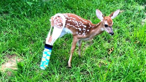 Fawn Gets Colorful Cast After Breaking Leg Youtube