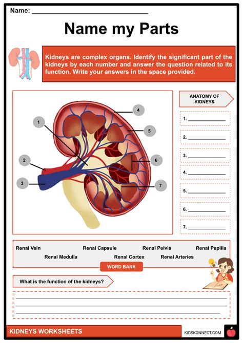 Kidney Diagram For Kids