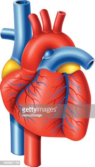 Human Heart High Res Vector Graphic Getty Images