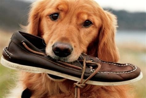 Rawhide remains one of the most popular dog treats on the market today. Why Do Dogs Chew Shoes?
