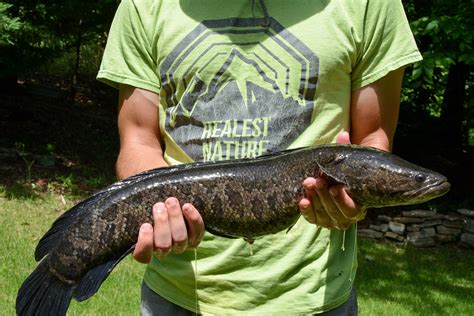 10 Tips For Catching Northern Snakehead Realest Nature