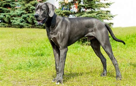 The 7 Best Dog Foods For Great Danes Marvelous Meals For Your Gentle Giant