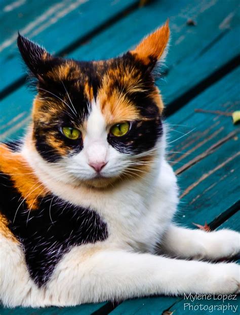 What A Unique Pattern For A Calico That Face Is So Pretty