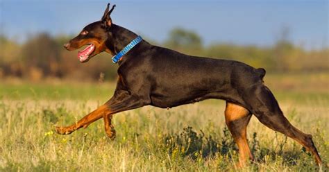 Short Tailed Dog Breeds In Depth Guide About Dog Breeds