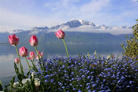 Blue Flowers Lake Tulips Mountains Flowers Wallpapers 3800x2533