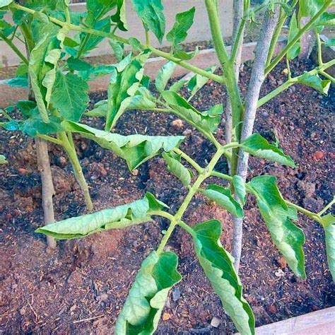 Why Are The Leaves On My Tomato Plant Curling By Jim Hole Tomatoes