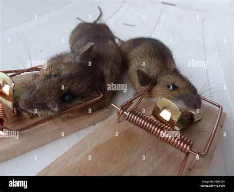 Mice Trapped In Mouse Trap Stock Photo Alamy