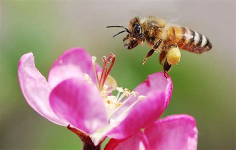 10 Facts About Honey Bees National Geographic Kids
