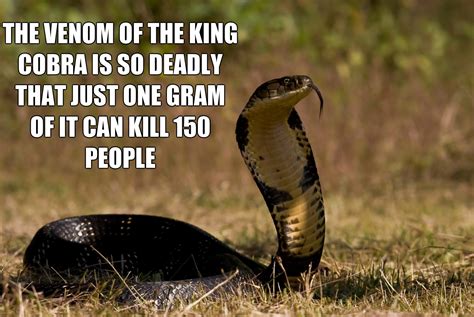 21 Random Facts You Probably Didnt Know Funny Gallery Ebaums World