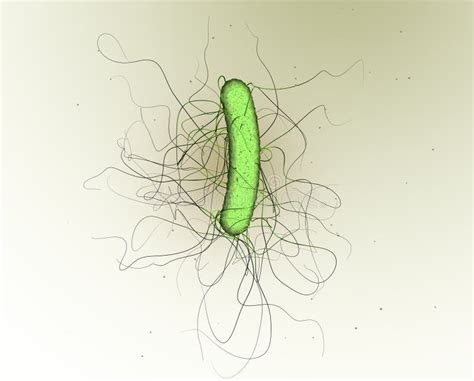Bacterium Clostridium Difficile Scientific 3d Illustration Stock