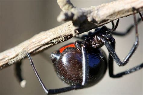 Black Widow Spider Identification And Control Owlcation