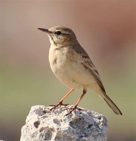 Another Bird Blog In Menorca