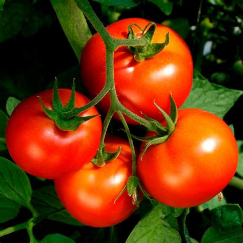 Tomato Seeds In Canada Order Online Osc Seeds