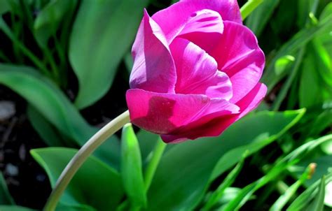 Wallpaper Tulip Spring Spring Tulip Dark Pink Dark Pink For Mobile