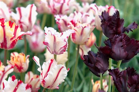 Parrot Tulip Plant Care And Growing Guide