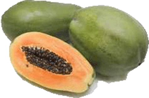 papaya carica papaya lmyherbsweblog medicineplant