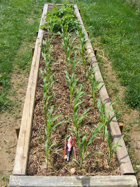 Growing Corn In Raised Beds Sarashedden
