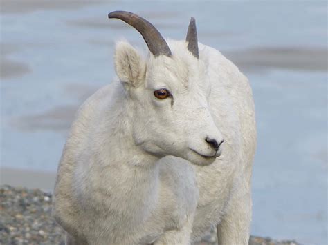 Dall Sheep A Closer Look The Good The Bad And The Rv