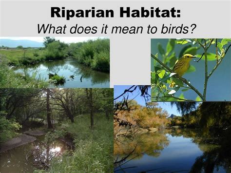 Areas adjacent to rivers and streams with a differing density, diversity, and productivity of plant and. PPT - The Bird and The Stream: What do Riparian Areas Mean ...