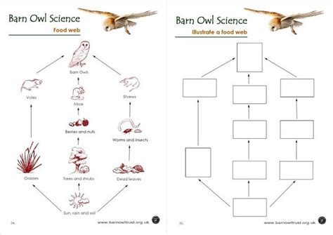 Barn Owl Conservation Science Educational Resources Owl Food Food