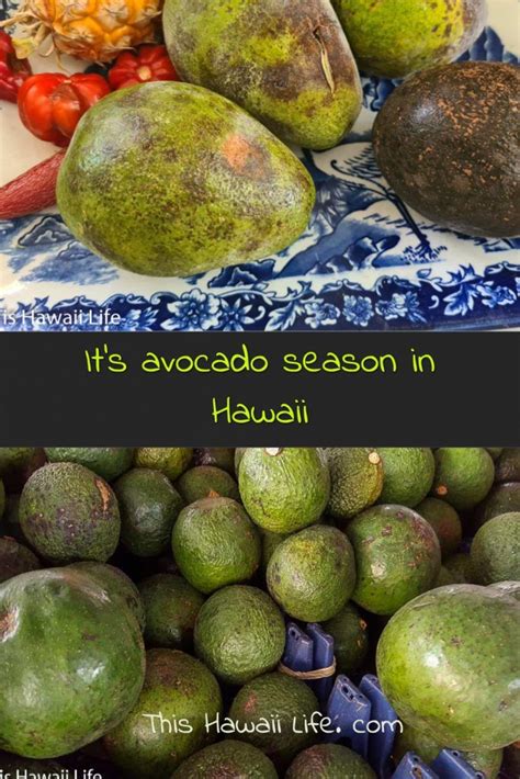 Avocado Season In Hawaii This Hawaii Life Enjoy The Best Of Avocado