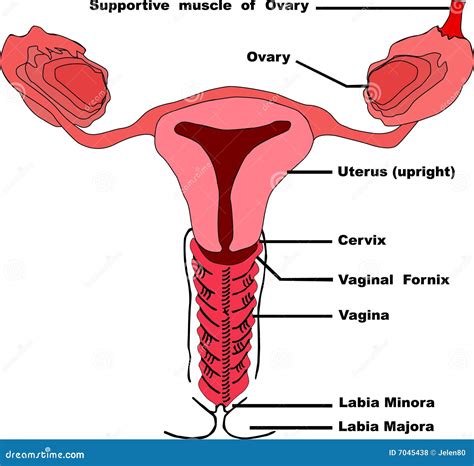 Vagina Stock Vector Illustration Of Clitoris Woman Anatomical