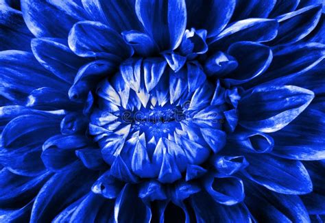 Dahlia Flower Texture Background Close Up Deep Blue Natural Floral