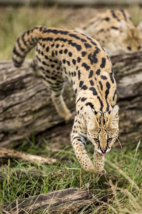 serval by colin langford on 500px african serval cat serval cats small wild cats big cats