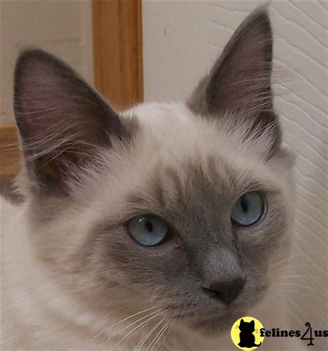 Balinese Cat For Sale Uk Cat Meme Stock Pictures And Photos