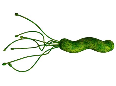Bacteria Png Transparent Images Png All