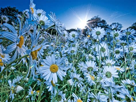 Chamomile Flowers Meadow Sun Rays Sky Desktop Wallpaper Hd 3840x2400