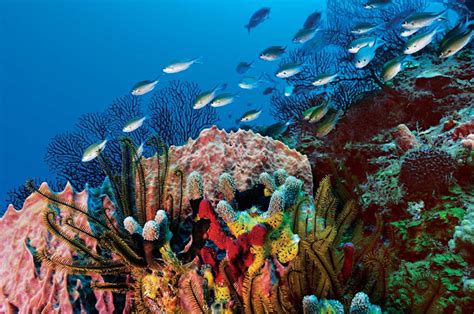 A Reef Near St Lucia Teeming With Fish