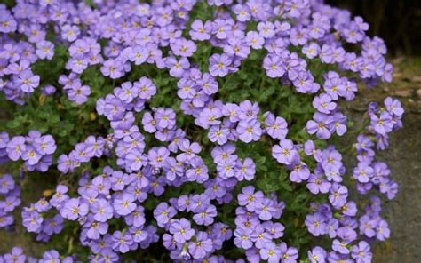 21 Fast Growing Ground Covers For Slopes Of All Time