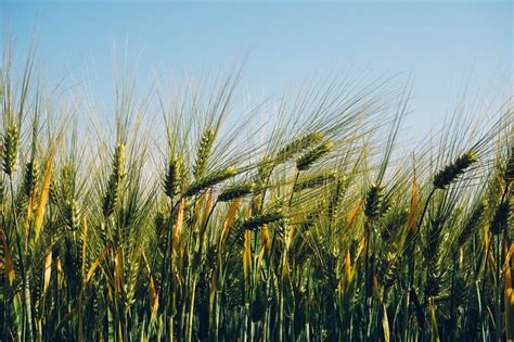 1360x768 Resolution Field Agriculture Wheat Barley Hd Wallpaper
