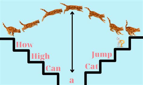 How High Can A Cat Jump Feline Behavior And More Explained