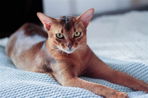 Abyssinian Facts Critterfacts