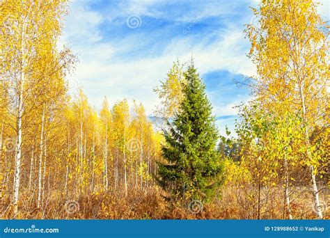 Autumn Landscape With Forest And Blue Sky Stock Photo Image Of Bright