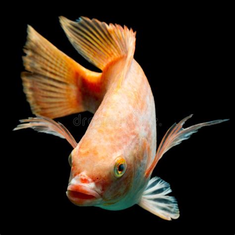 Nile Red Tilapia Fish Imagen De Archivo Imagen De Actitud 61380747
