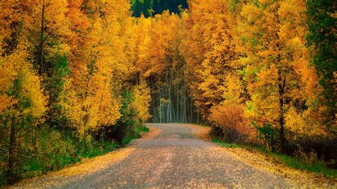 Yellow Green Autumn Trees Forest Road 4k Hd Nature Wallpapers Hd