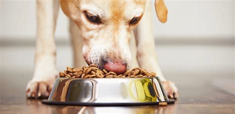 The proteins are broken down into molecules that the body immune system misidentifies as a possible risk. Insight into the Best Dog Food for Allergies (met ...