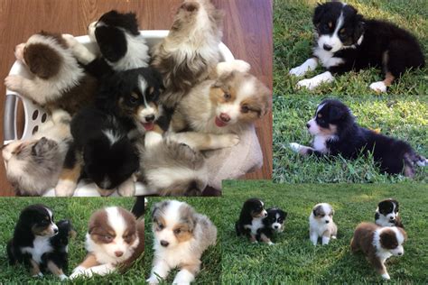Our puppies have undergone genetic testing for issues that can be in the aussie line and are clear. Australian Shepherd Puppies For Sale | The Pulse