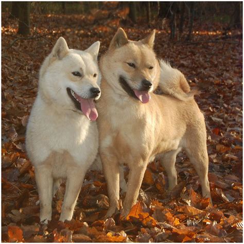 Hokkaido Dog Pictures Rescue Puppies Breeders Temperament