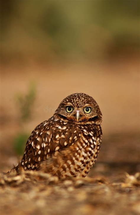 Burrowing Owl Athene Cunicularia Stock Photo Image Of Animal