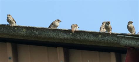 It can be also found in grain and grain products, as well as in breakfast cereals. How To Stop Birds From Building Nests In Gutters | ABC Blog