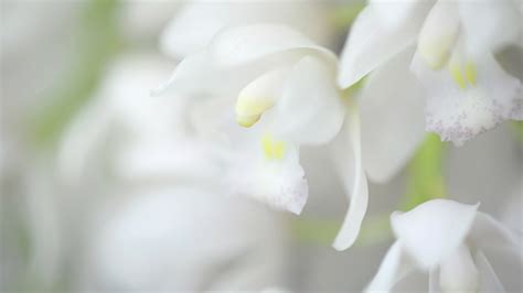 Pure White Wallpaper 65 Images